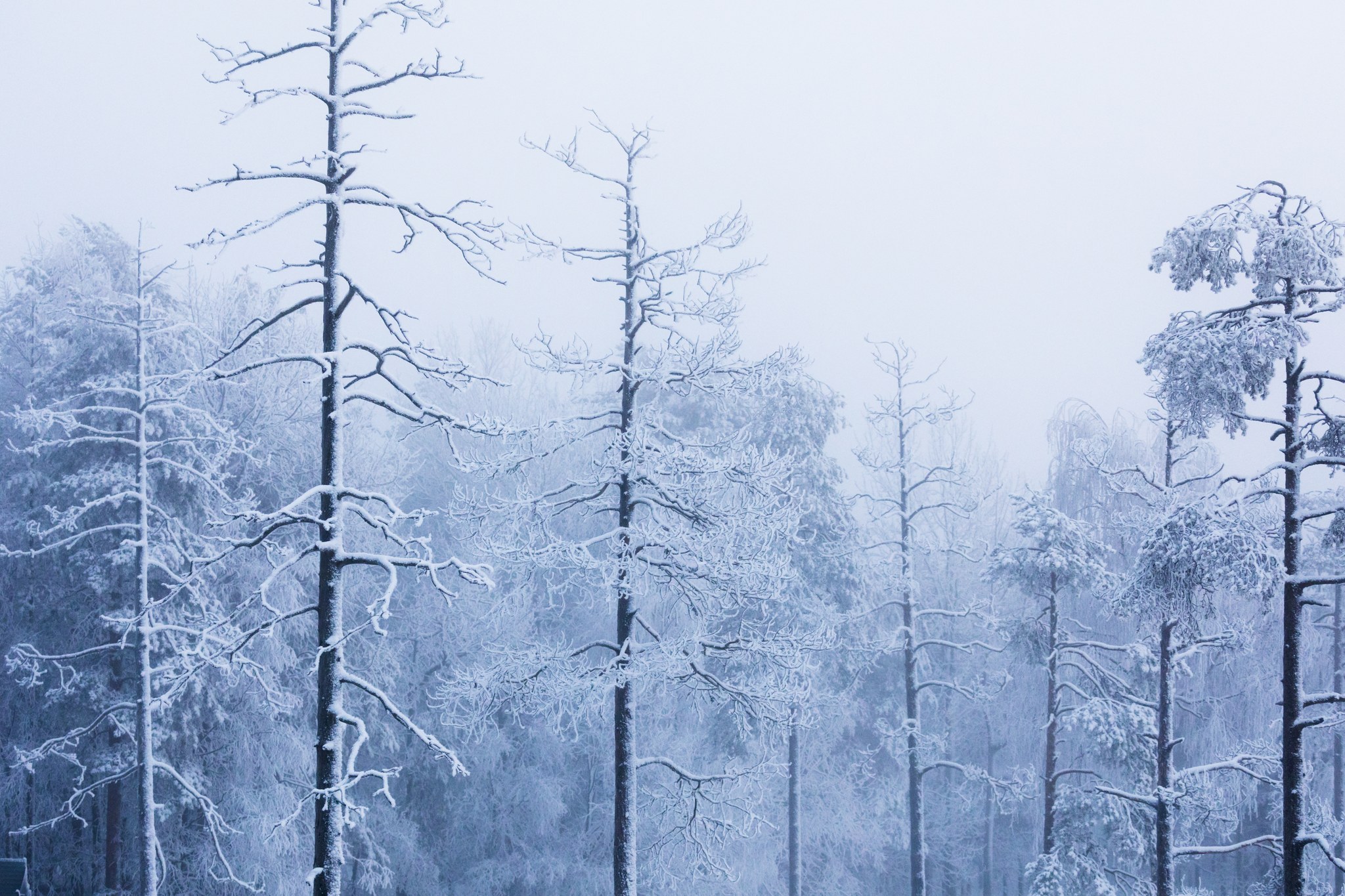 Snowy winter forest.