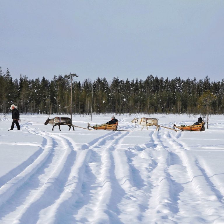 Vaaranporotila – reindeer farm image