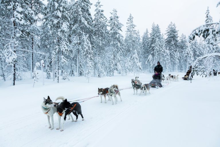 Arctic Borealis Huskies image